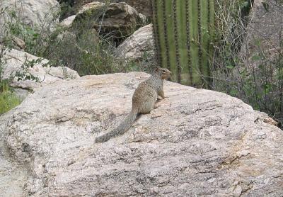 Pima Canyon Hike