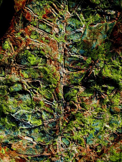 Lichens