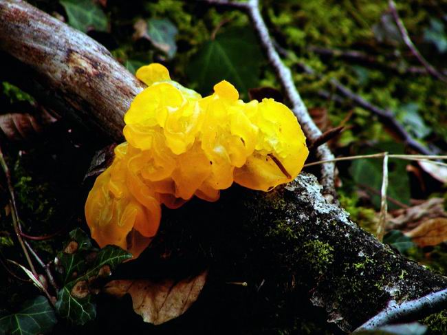 Un blob ? Myxomycete gant mais plus srement basidiomycte Tremella Mesenterica