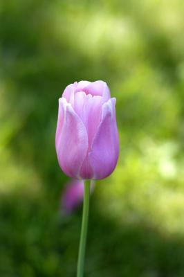 Tulip1.jpg