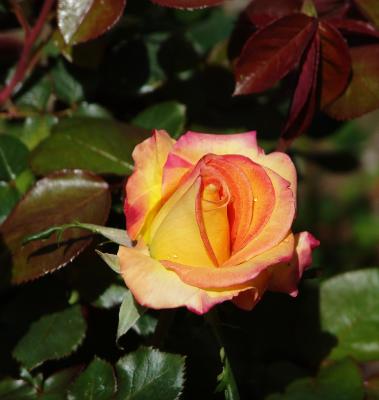 Rose.jpg