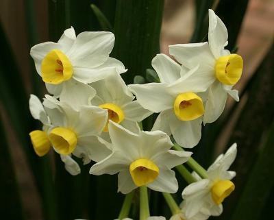 Feburary Flowers