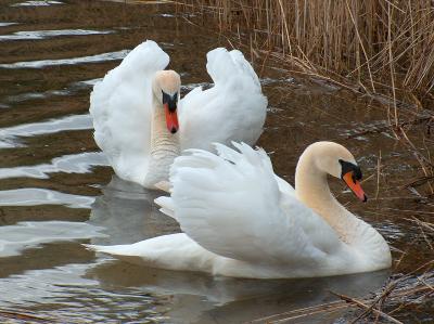 Mute Swans.