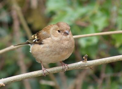 Chaffinch.  (Female)