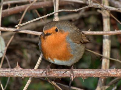 Robin.