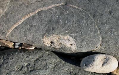 Ammonite fossil in the rock down by the tide line