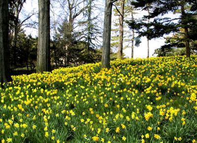 Daffodill Hill