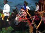 Arabian horse costume