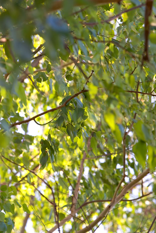 Gum Tree tangle