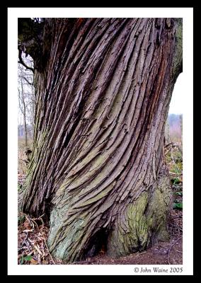 Spiral Chestnut