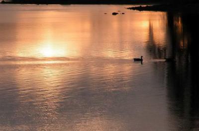 Geese at rupert inlet