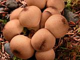 Puffballs