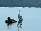 heron and gull