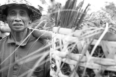 Bali - rice paddy