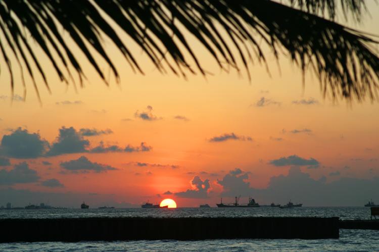 palm silhouette