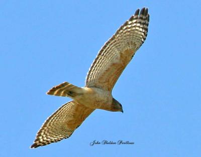 Red-shouldered Hawk