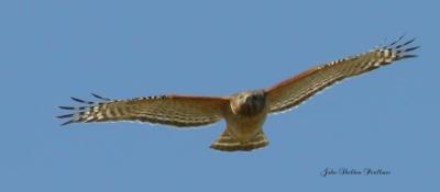 Red-shouldered Hawk