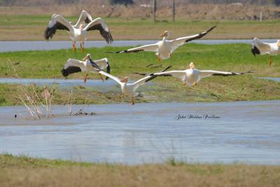 American White Pelicans