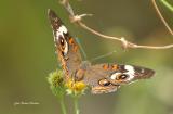 Common Buckeye