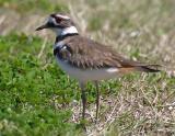 Kildeer <I>(Charadrius vociferus)</I>