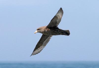 Northern Fulmar, dark phase