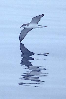 Buller's Shearwater