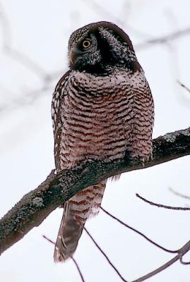 Northern Hawk Owl (#1 of 4)