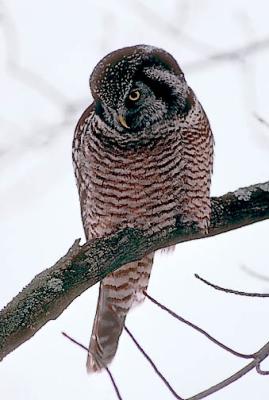 Northern Hawk Owl (#2 of 4)