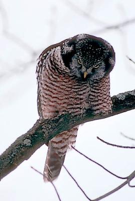 Northern Hawk Owl (#3 of 4)