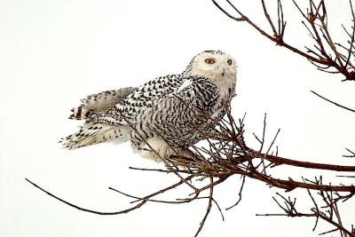 Snowy Owl, imm. (#1 of 2)