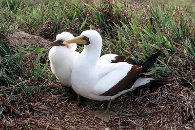 Masked Booby & chick