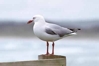 Silver Gull, adult