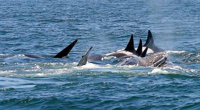 Killer Whales & Gray Whale with calf