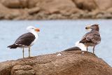 Pacific Gull, adult (left), 2nd cycle (right)