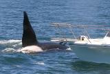 Killer Whale, bull