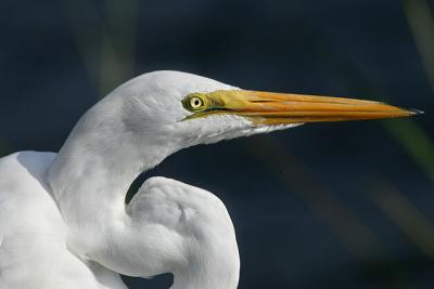 Closeup of a Great Egret