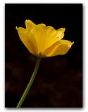 Yellow Tulip 2004