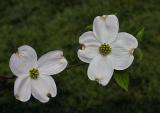 Dogwood Blossoms