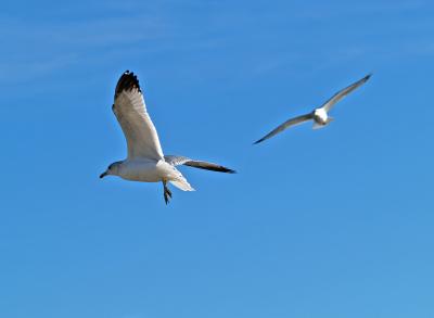 Pair of Gulls
