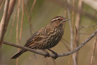 Red-Winged-Blackbird-(F)