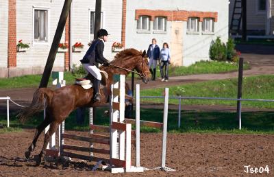 showjumping11.jpg