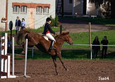 showjumping12.jpg