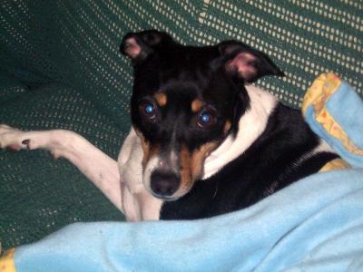 DoggieInnaBlanket.jpg
