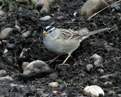 White-crowned Sparrow