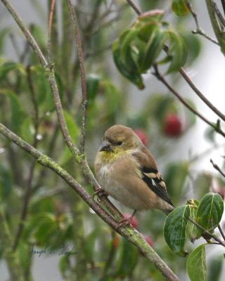 American Goldfinch female