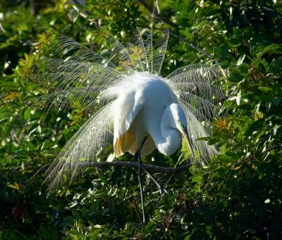 great egret. aigrette display