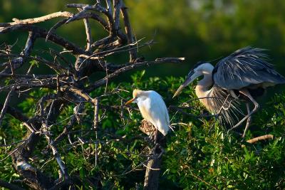 cattle egret. with great blue heron
