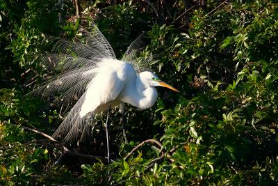 great egret. green lores visible
