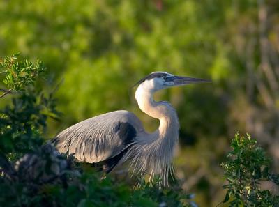 great blue heron. portrait