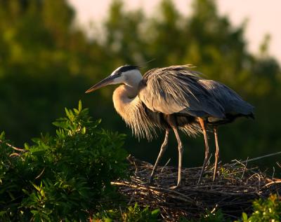 great blue heron. two by two